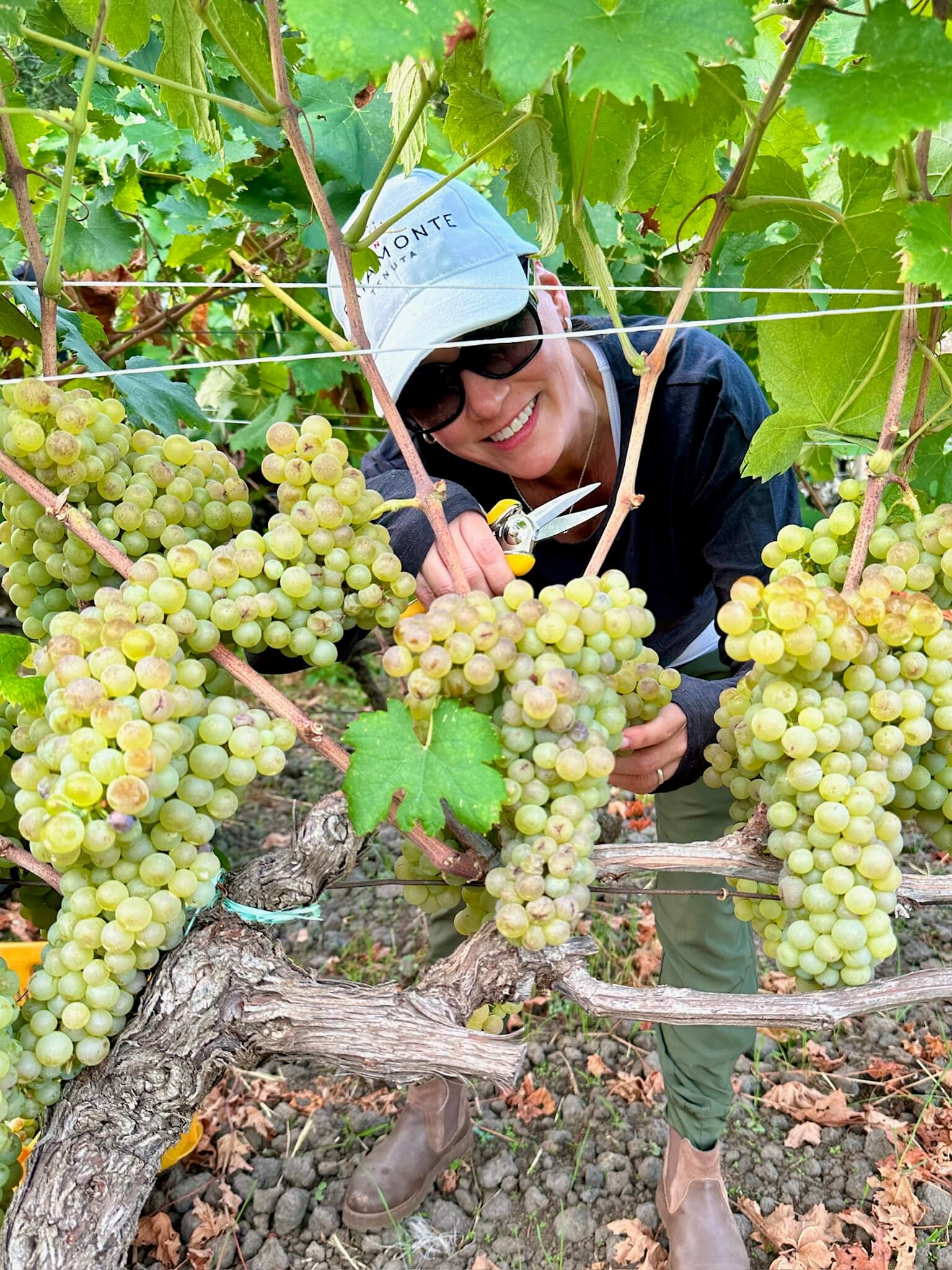 Wendy harvesting grapes at Tenuta Baiamonte